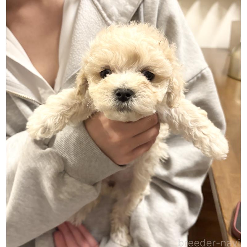 販売中の福岡県のミックス犬-448759の3枚目