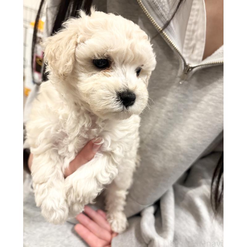 販売中の福岡県のミックス犬-448759の2枚目