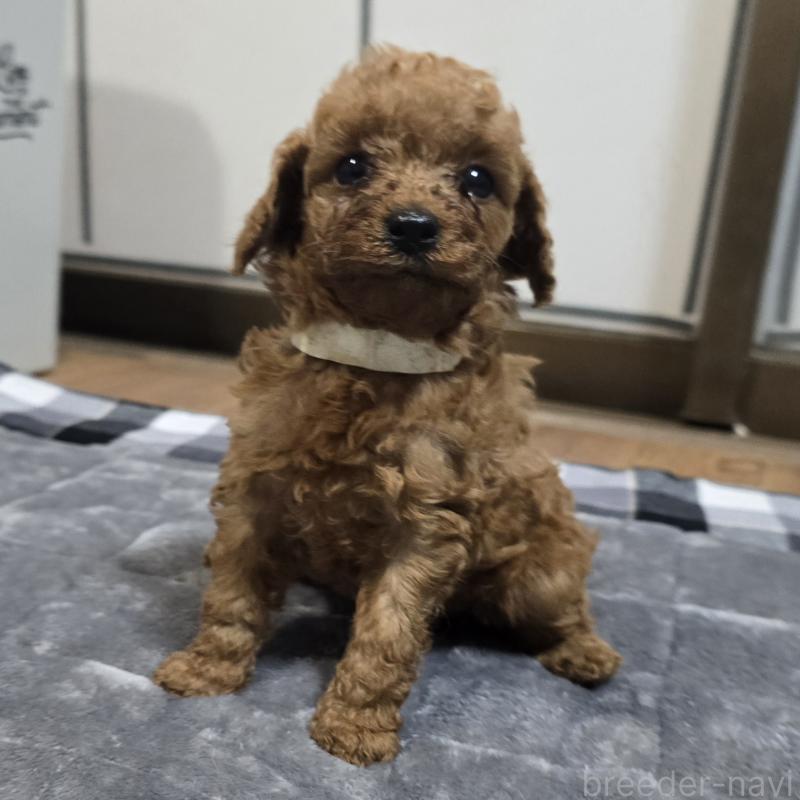 販売中の岡山県のトイプードル-445694