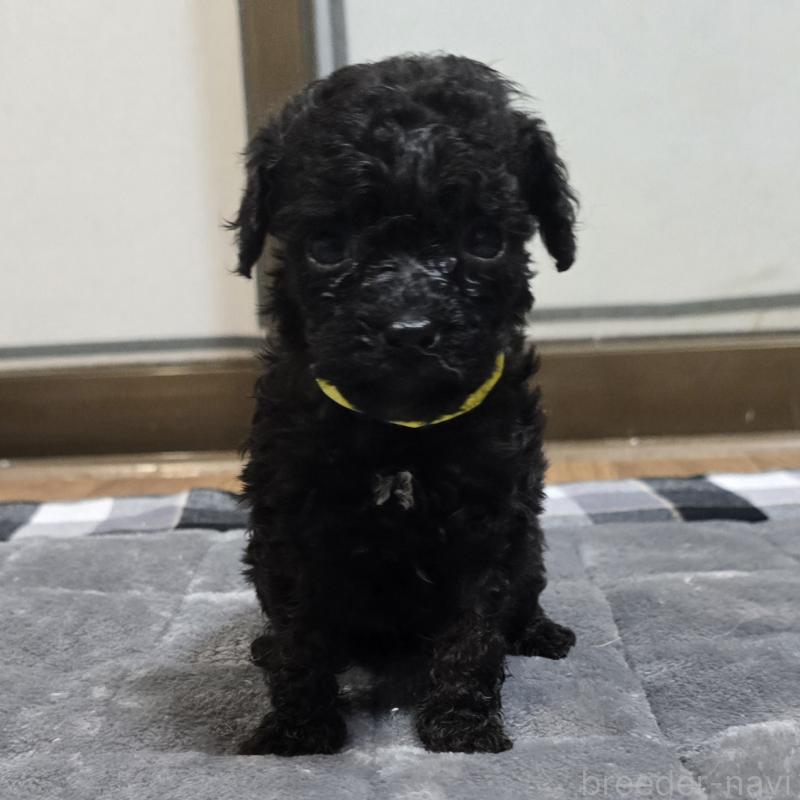 販売中の岡山県のトイプードル-445695