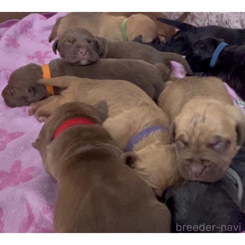 販売中の愛知県のアメリカンピットブルテリア-448760の1枚目