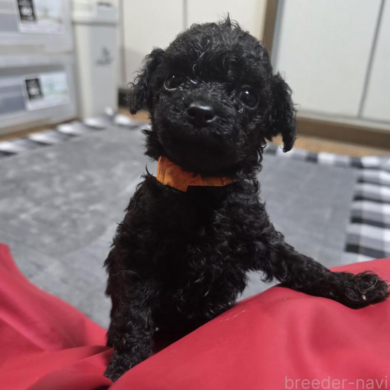 販売中の岡山県のトイプードル-445696
