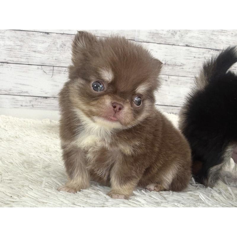 販売中の神奈川県のチワワ(ロングコート)-448761の6枚目