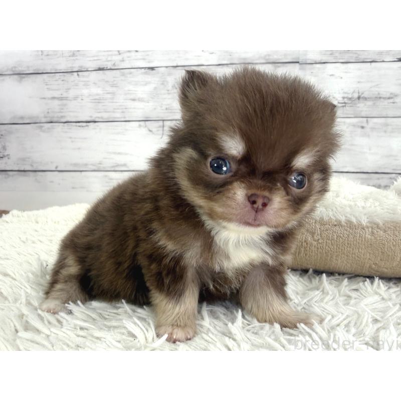 販売中の神奈川県のチワワ(ロングコート)-448761の5枚目