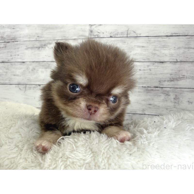 販売中の神奈川県のチワワ(ロングコート)-448761の4枚目