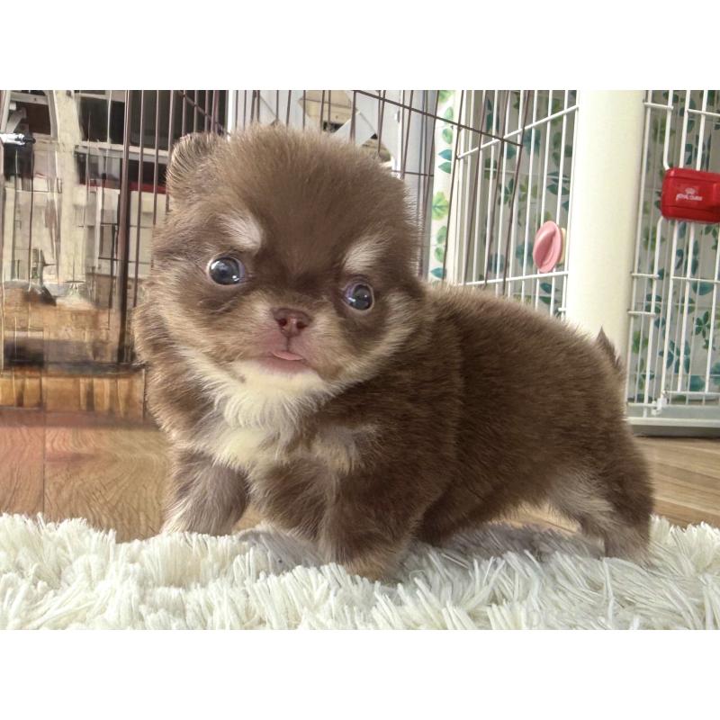 販売中の神奈川県のチワワ(ロングコート)-448761の3枚目