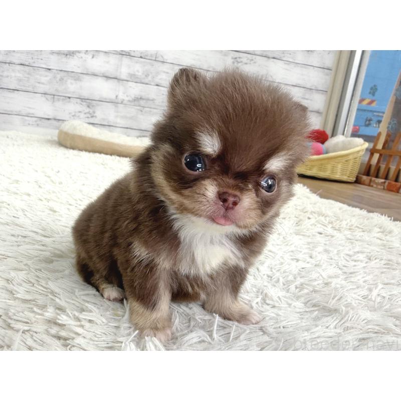 販売中の神奈川県のチワワ(ロングコート)-448761の2枚目