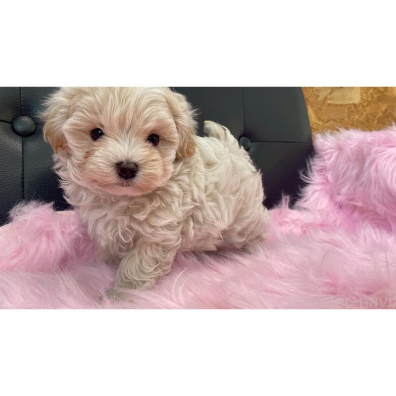 販売中の兵庫県のチワマル:チワワ×マルチーズ-448762の12枚目