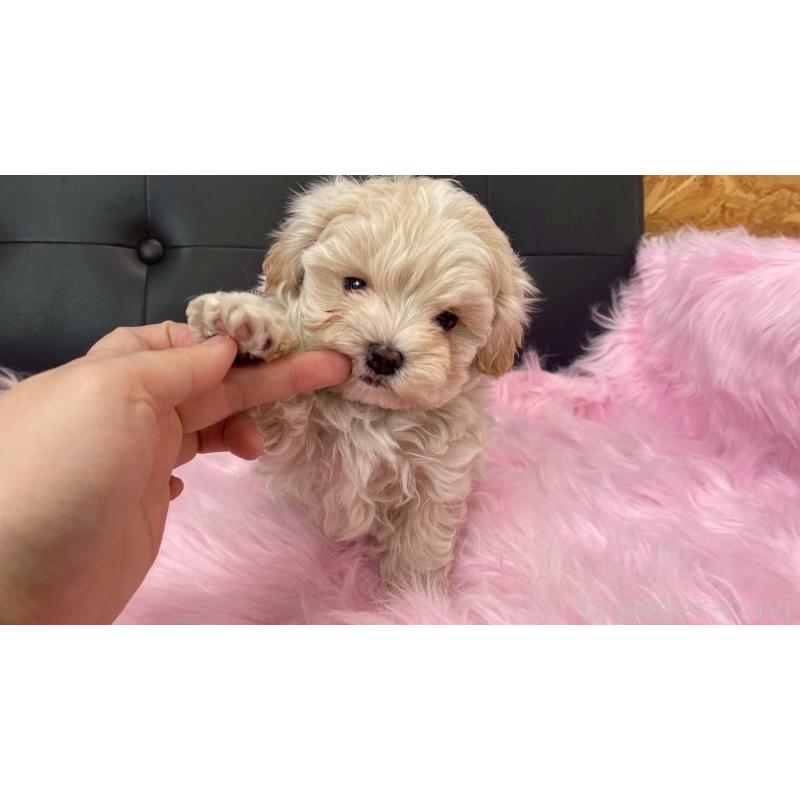 販売中の兵庫県のチワマル:チワワ×マルチーズ-448762の11枚目