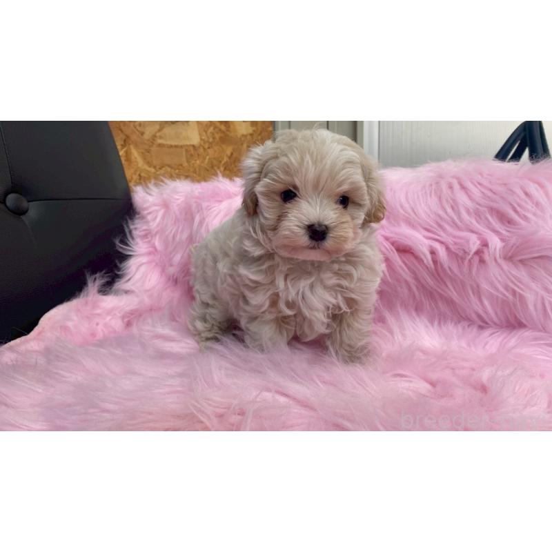 販売中の兵庫県のチワマル:チワワ×マルチーズ-448762の10枚目