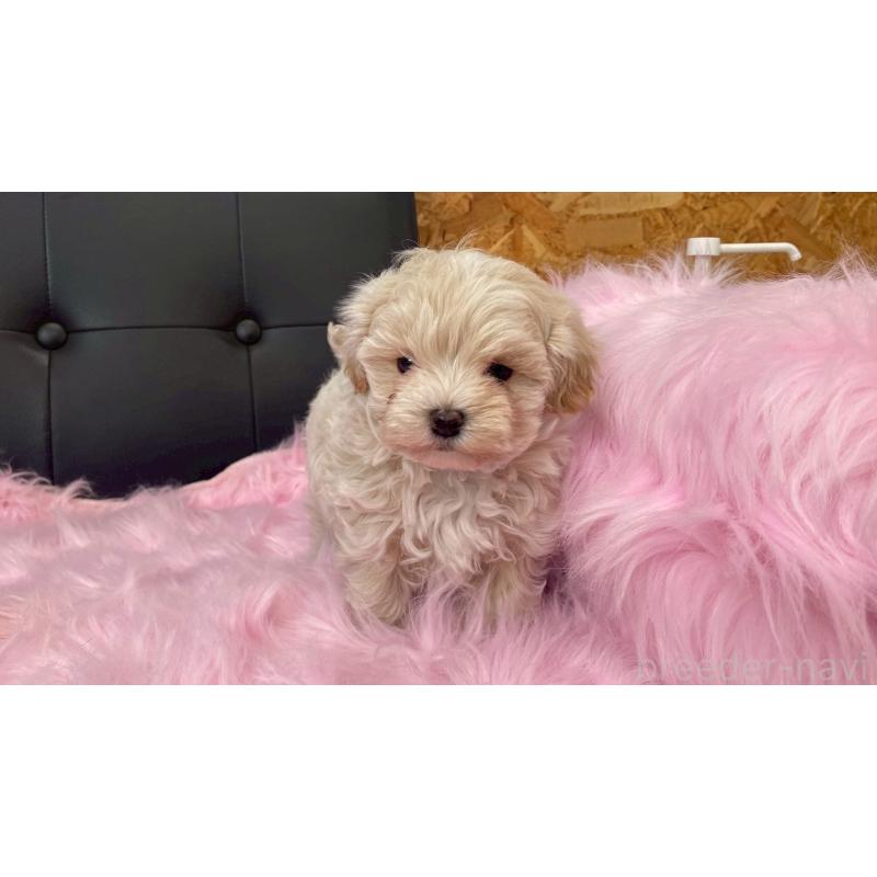 販売中の兵庫県のチワマル:チワワ×マルチーズ-448762の9枚目