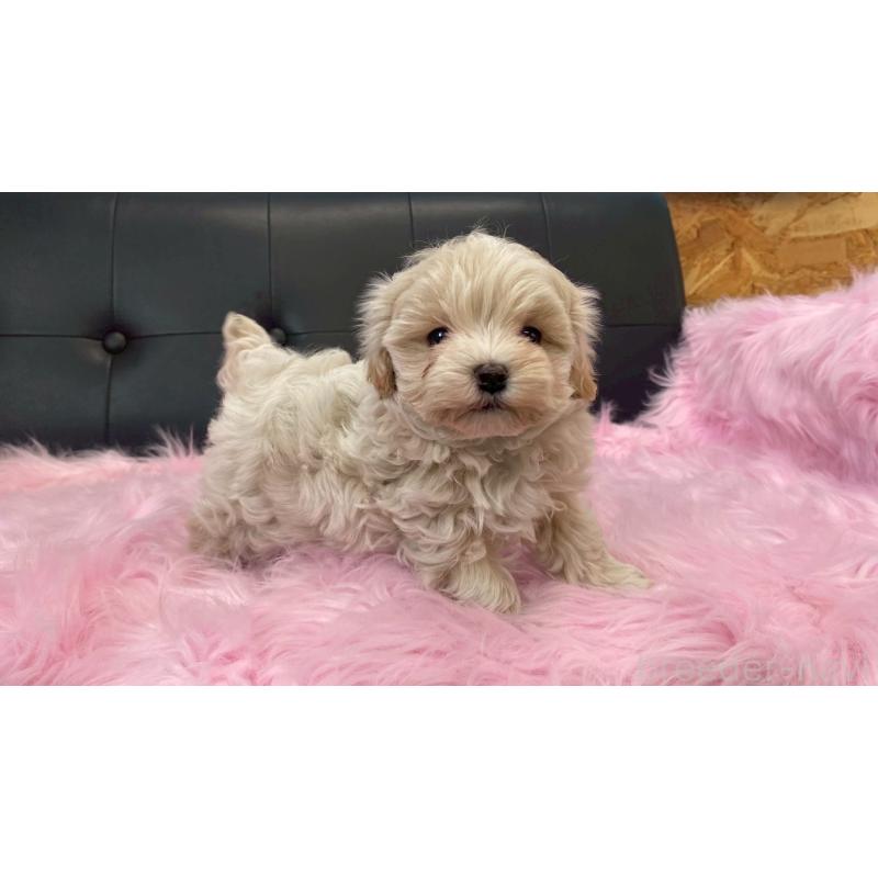 販売中の兵庫県のチワマル:チワワ×マルチーズ-448762の8枚目