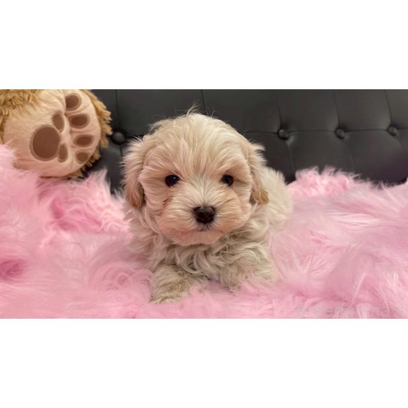 販売中の兵庫県のチワマル:チワワ×マルチーズ-448762の7枚目