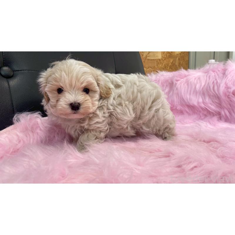 販売中の兵庫県のチワマル:チワワ×マルチーズ-448762の6枚目