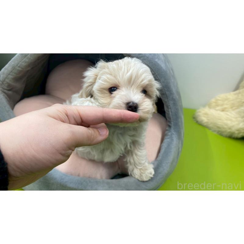 販売中の兵庫県のチワマル:チワワ×マルチーズ-448762の4枚目