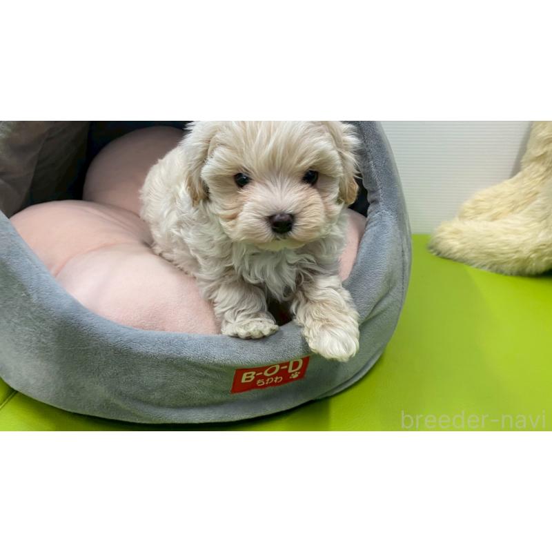 販売中の兵庫県のチワマル:チワワ×マルチーズ-448762の3枚目