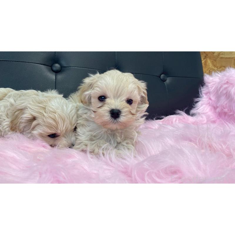 販売中の兵庫県のチワマル:チワワ×マルチーズ-448763の11枚目