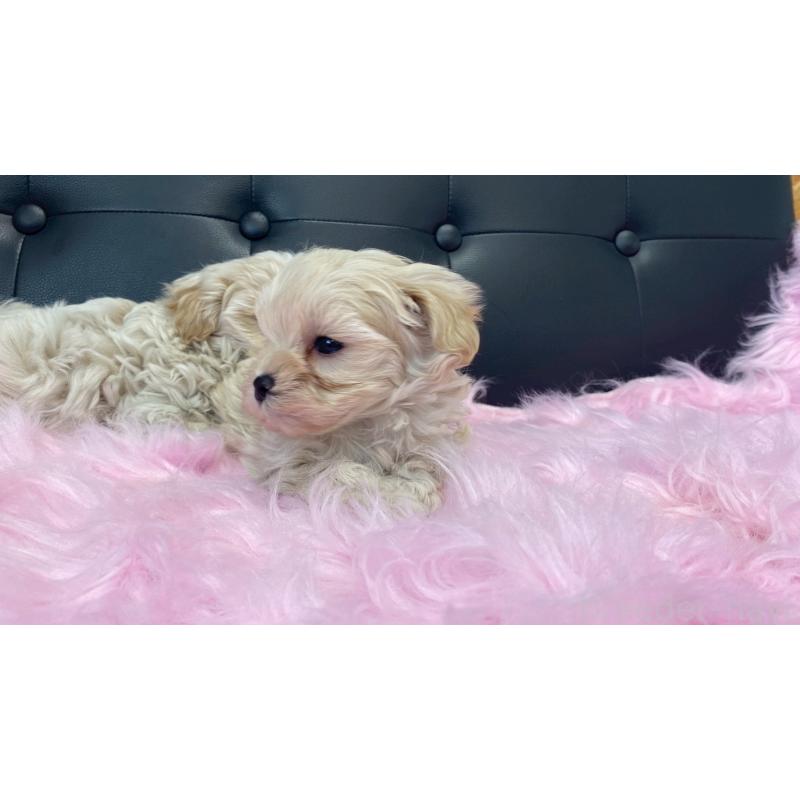 販売中の兵庫県のチワマル:チワワ×マルチーズ-448763の10枚目