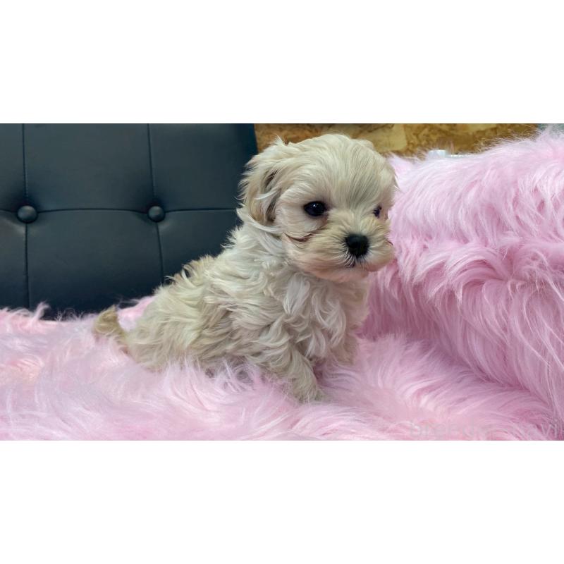 販売中の兵庫県のチワマル:チワワ×マルチーズ-448763の8枚目