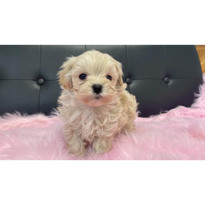 販売中の兵庫県のチワマル:チワワ×マルチーズ-448763の6枚目