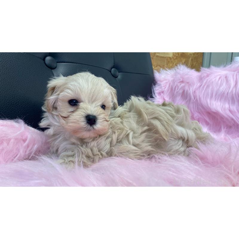 販売中の兵庫県のチワマル:チワワ×マルチーズ-448763の7枚目