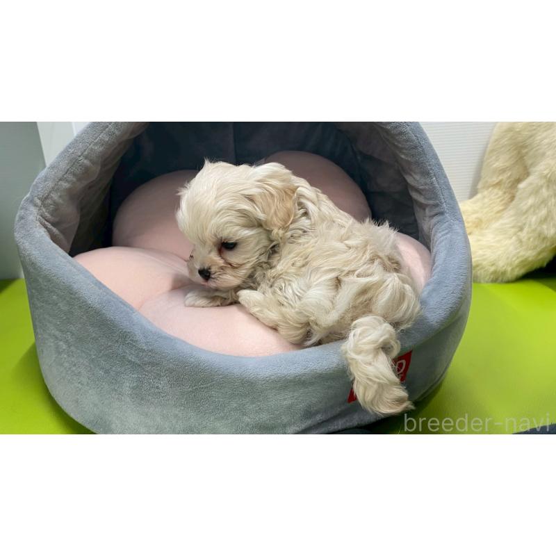 販売中の兵庫県のチワマル:チワワ×マルチーズ-448763の5枚目