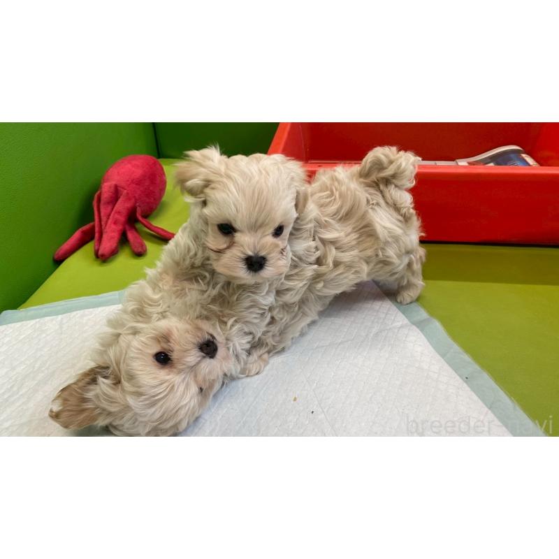 販売中の兵庫県のチワマル:チワワ×マルチーズ-448763の4枚目