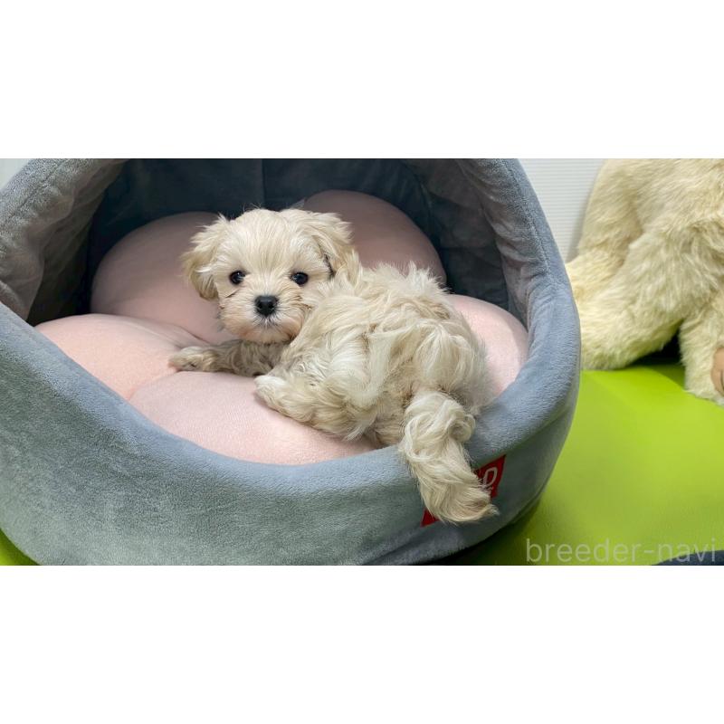 販売中の兵庫県のチワマル:チワワ×マルチーズ-448763の3枚目