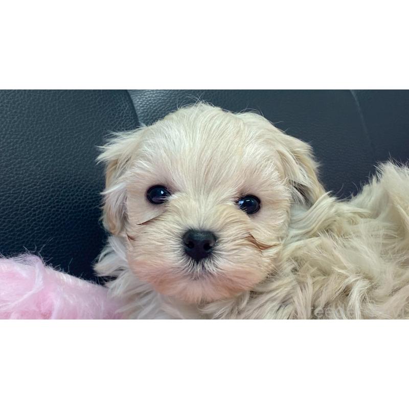 販売中の兵庫県のチワマル:チワワ×マルチーズ-448763の2枚目