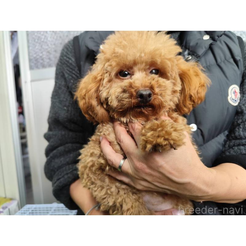 玉ちゃんちゃん1枚目