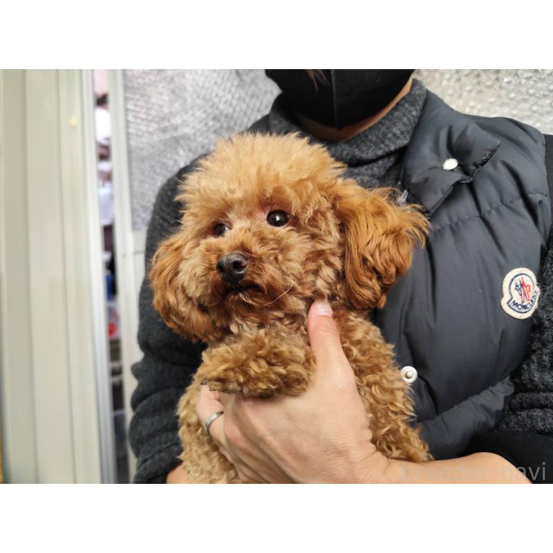 玉ちゃんちゃん1枚目