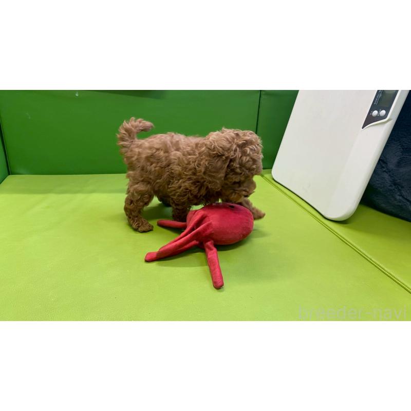 販売中の兵庫県のトイプードル-448764の10枚目