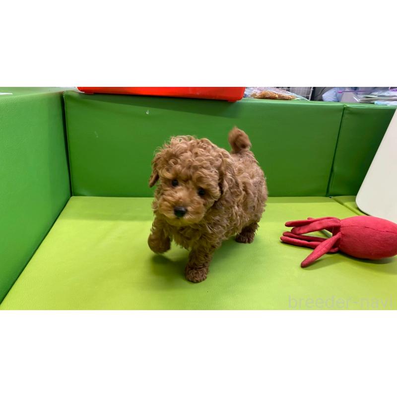 販売中の兵庫県のトイプードル-448764の9枚目