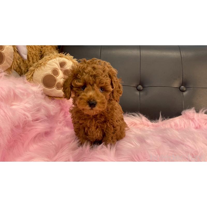 販売中の兵庫県のトイプードル-448764の6枚目