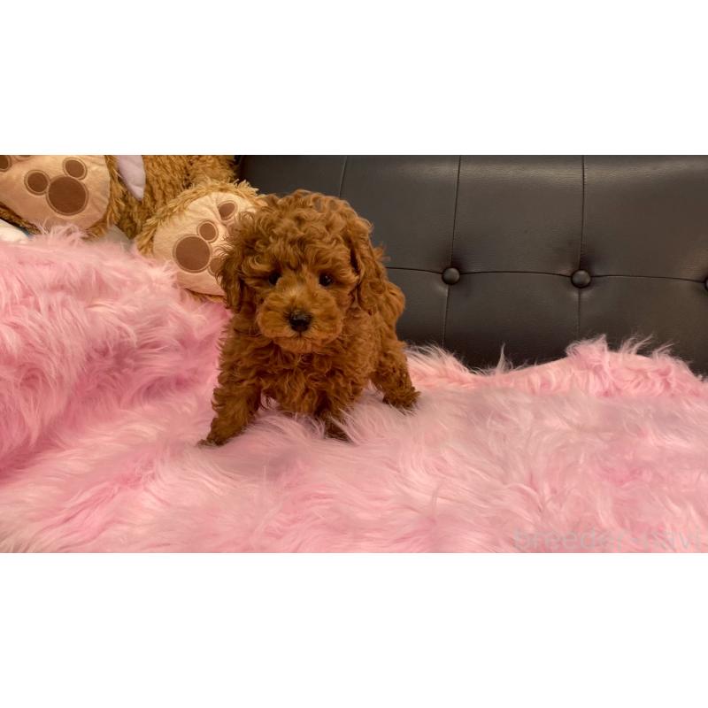 販売中の兵庫県のトイプードル-448764の5枚目