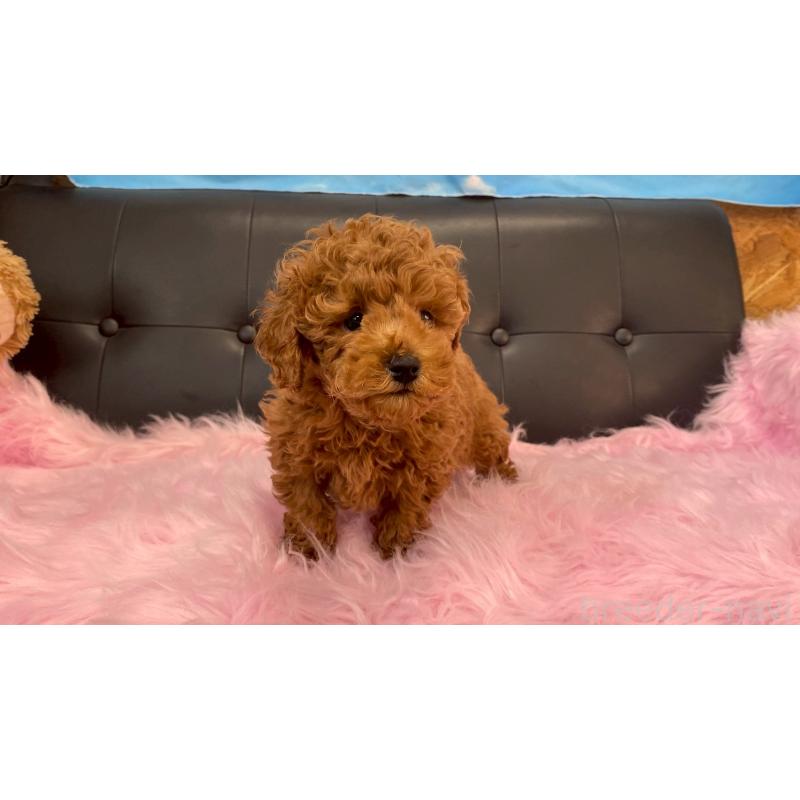 販売中の兵庫県のトイプードル-448764の4枚目