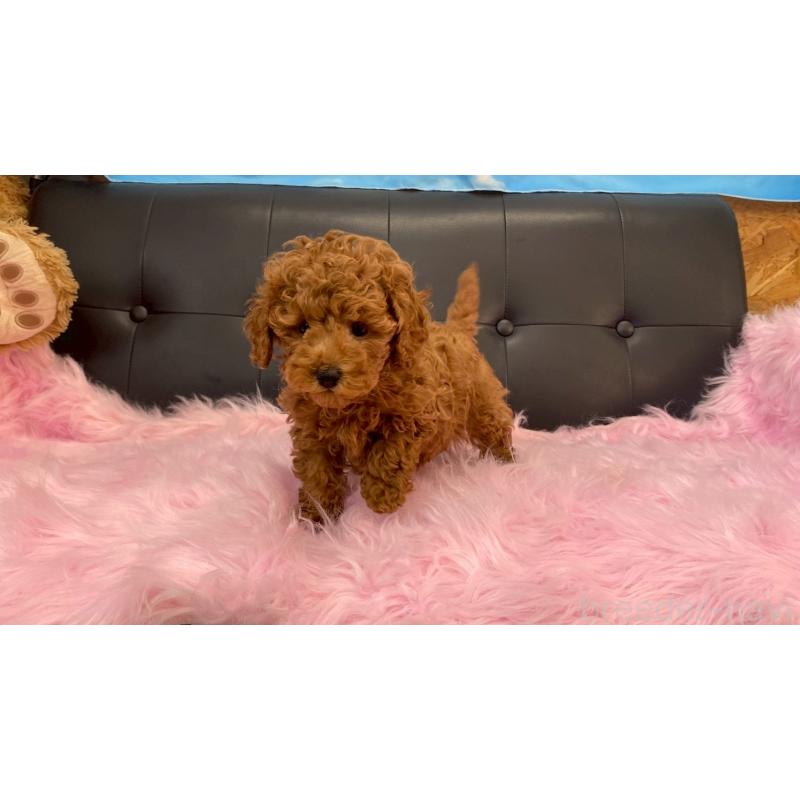 販売中の兵庫県のトイプードル-448764の3枚目