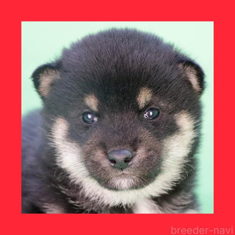 販売中の愛知県の柴犬-446833