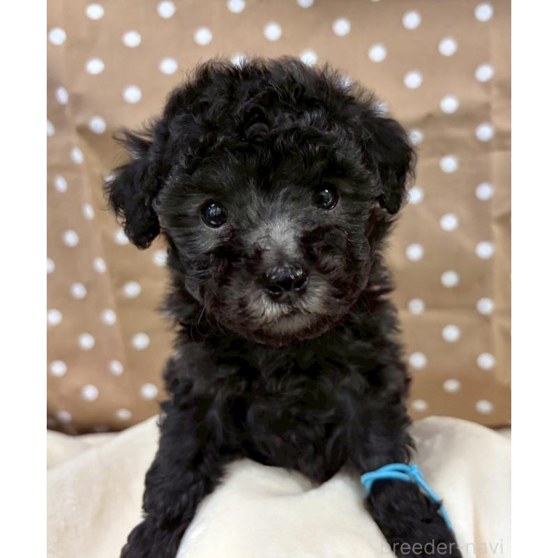 販売中の千葉県のトイプードル-447005