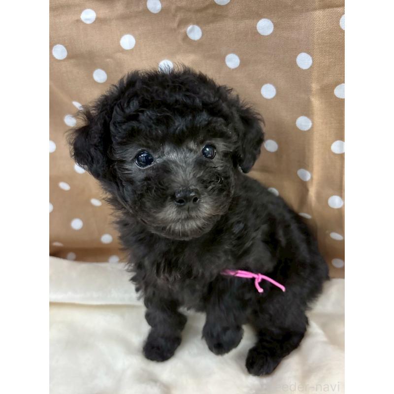 販売中の千葉県のトイプードル-447008