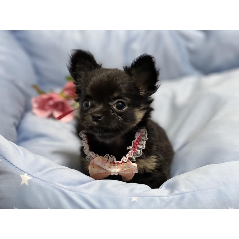 販売中の栃木県のチワワ(ロングコート)-448765の5枚目