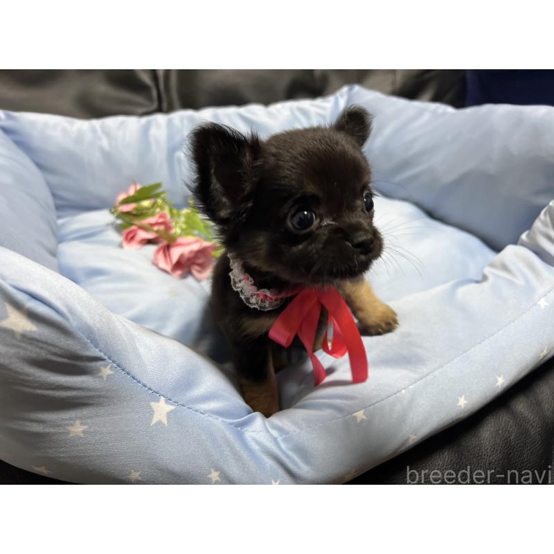 販売中の栃木県のチワワ(ロングコート)-448765の4枚目