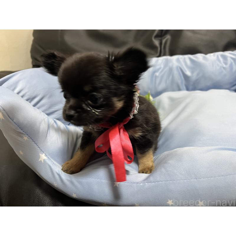 販売中の栃木県のチワワ(ロングコート)-448765の3枚目