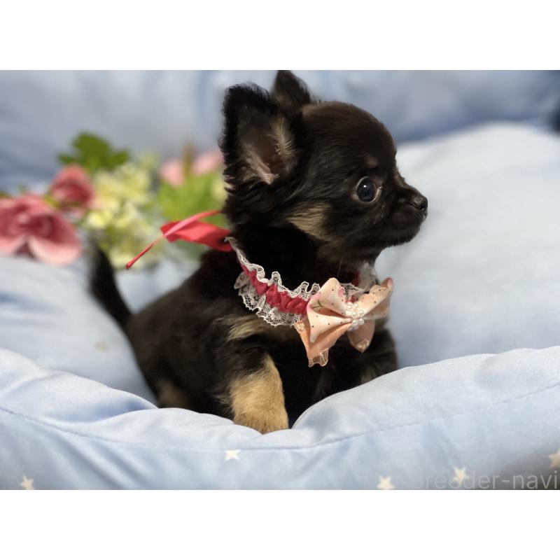 販売中の栃木県のチワワ(ロングコート)-448765の1枚目