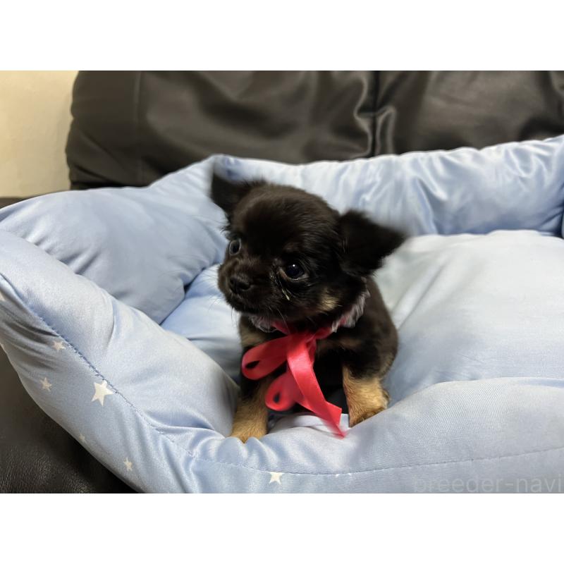 販売中の栃木県のチワワ(ロングコート)-448765の2枚目