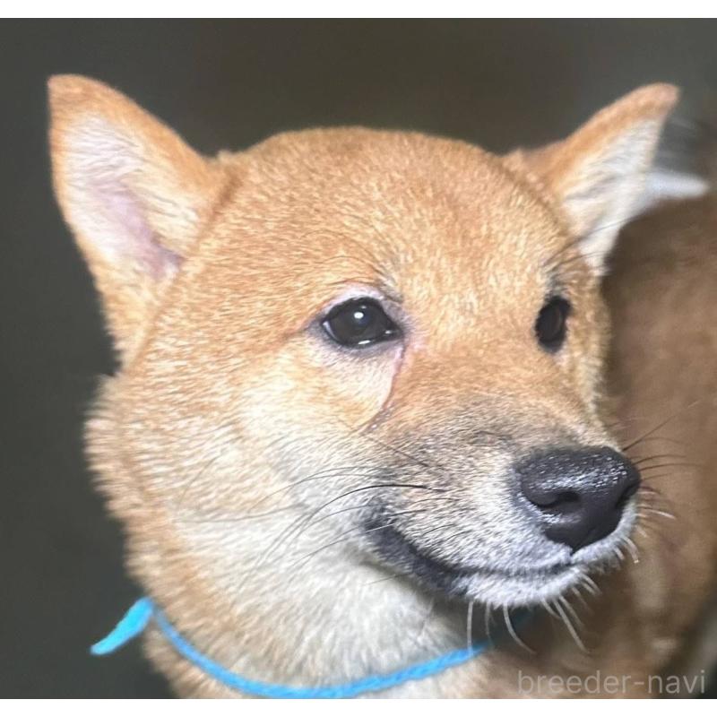 販売中の福岡県の豆柴-417543の14枚目