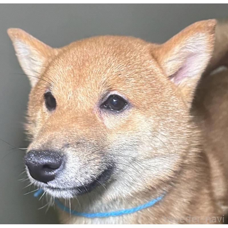 販売中の福岡県の豆柴-417543の13枚目