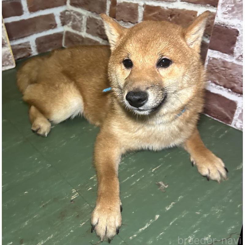 販売中の福岡県の豆柴-417543の12枚目