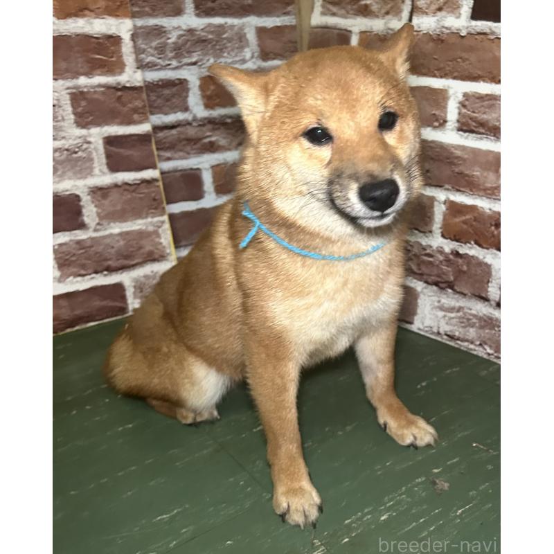 販売中の福岡県の豆柴-417543の11枚目