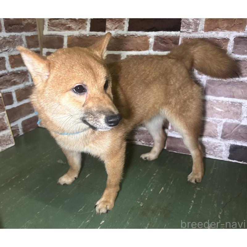 販売中の福岡県の豆柴-417543の10枚目